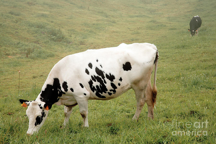 Cow Photograph - Holstein cows by Gaspar Avila