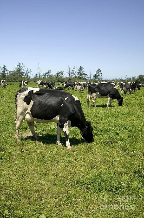 Holstein Cows Grazing Photograph by Inga Spence