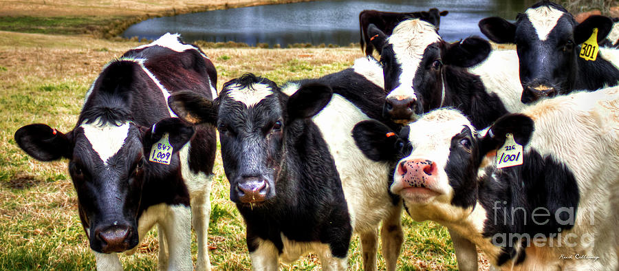 Holstein Curiosity Dairy Heifer Farm Art Photograph by Reid Callaway