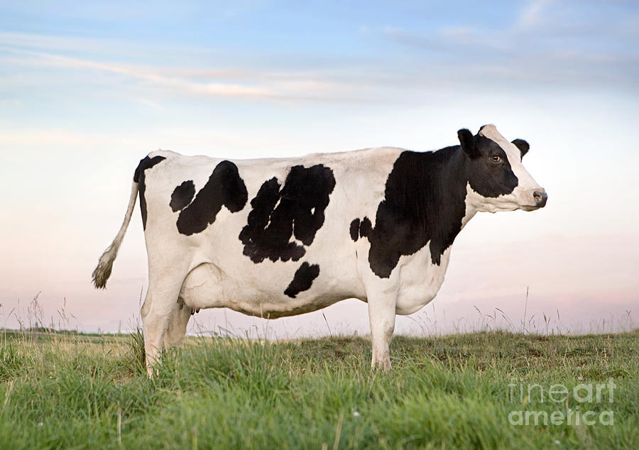 Cow Photograph - Holstein Dairy Cow by Cindy Singleton