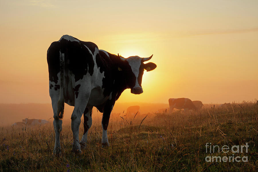 Holstein Friesian Cow Photograph by Arterra Picture Library
