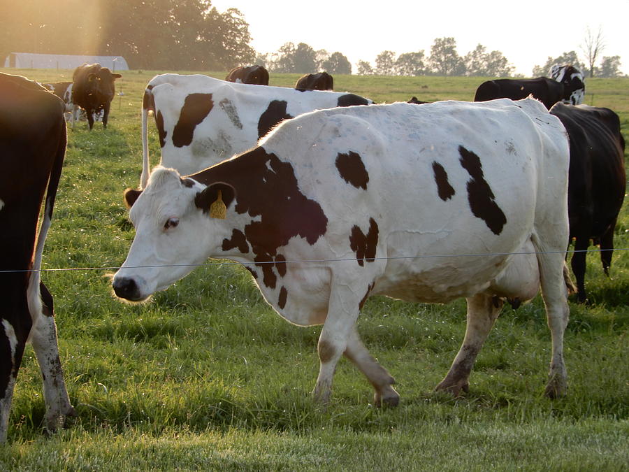Cow Photograph - Holstein In A Hurry by Tina M Wenger