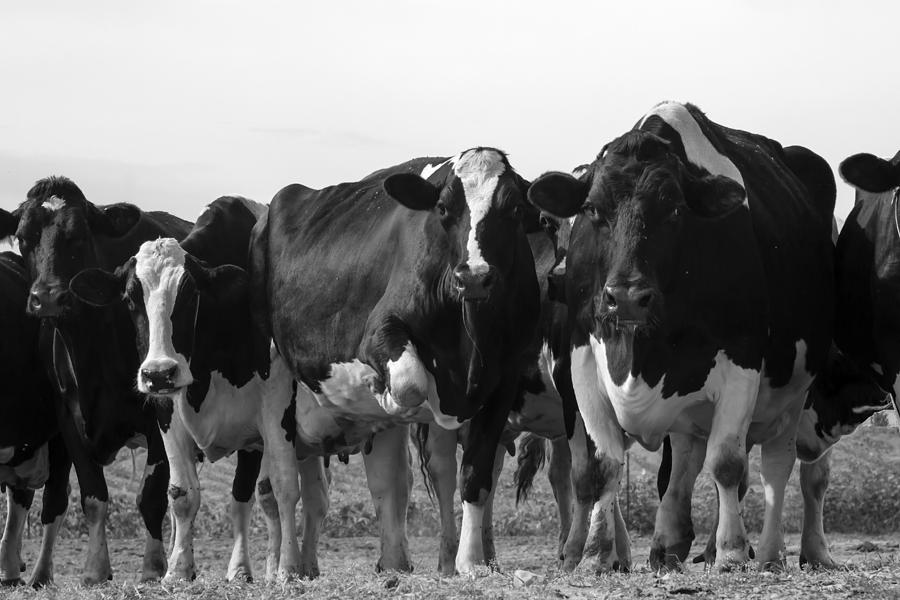 Curious Holsteins Photograph by David Ralph Johnson