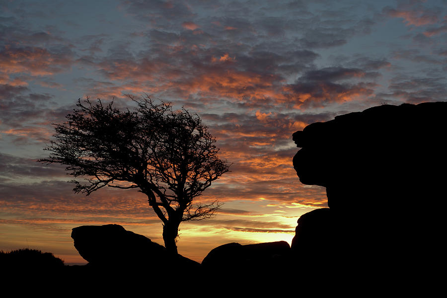 Holwell Tor and Lone tree on Dartmoor Photograph by Pete Hemington
