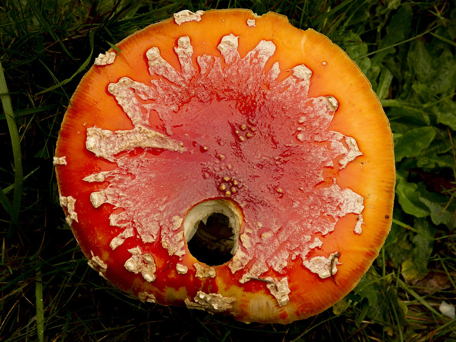 Holy Amanita Photograph by Jean Noren
