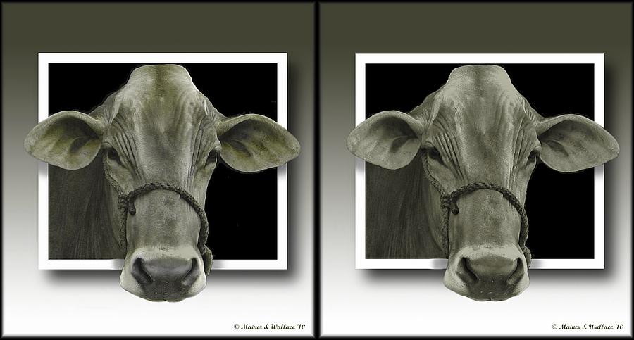 Holy Cow - Gently cross your eyes and focus on the middle image Photograph by Brian Wallace