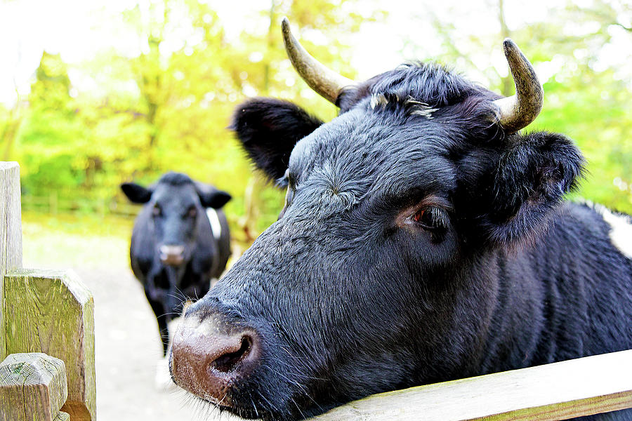 Farm Photograph - Holy Cow by Evan Peller
