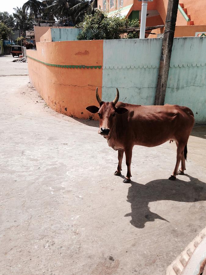 Cow Photograph - Holy cow by LeLa Becker