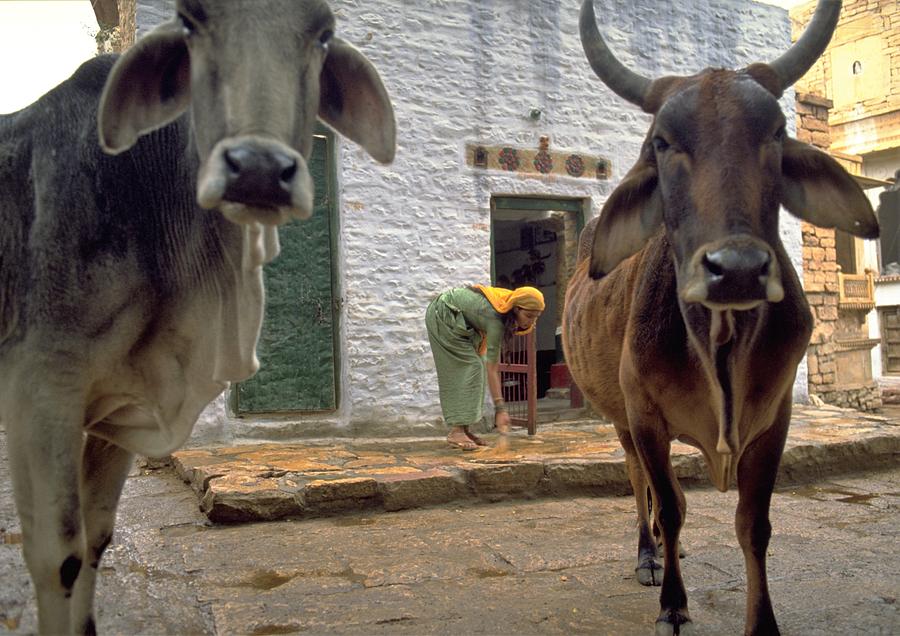 Holy Cow by Travel Pics Holy Cow by Travel Pics