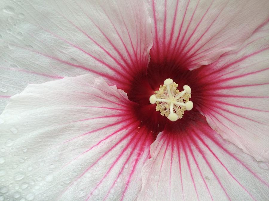 Holy Hibiscus Photograph by Anjel B Hartwell