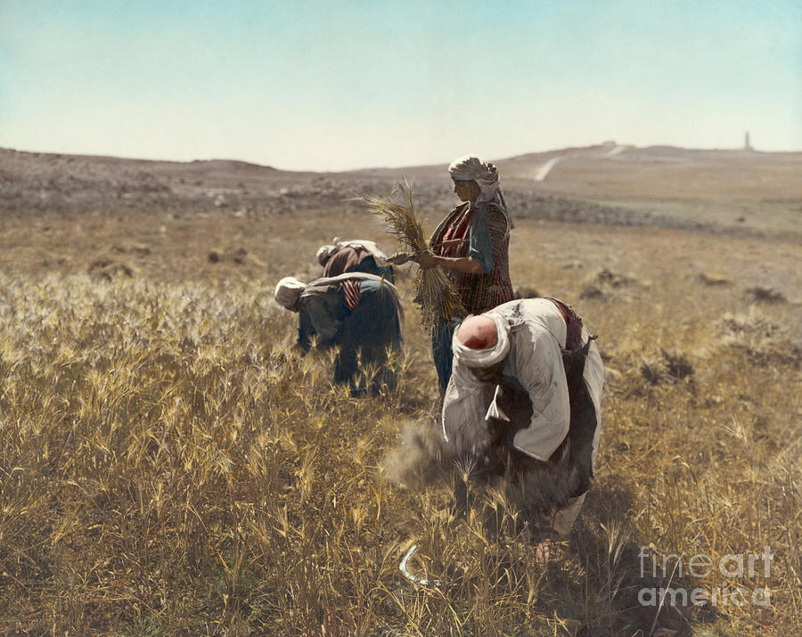 Holy Land: Barley Harvest Photograph by Granger