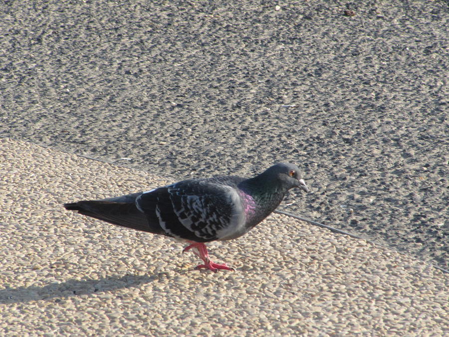 Holy Land Pigeon Photograph by Donna L Munro