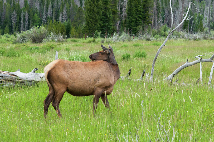 Holzwarth Valley Elk Photograph by Ginger Stein