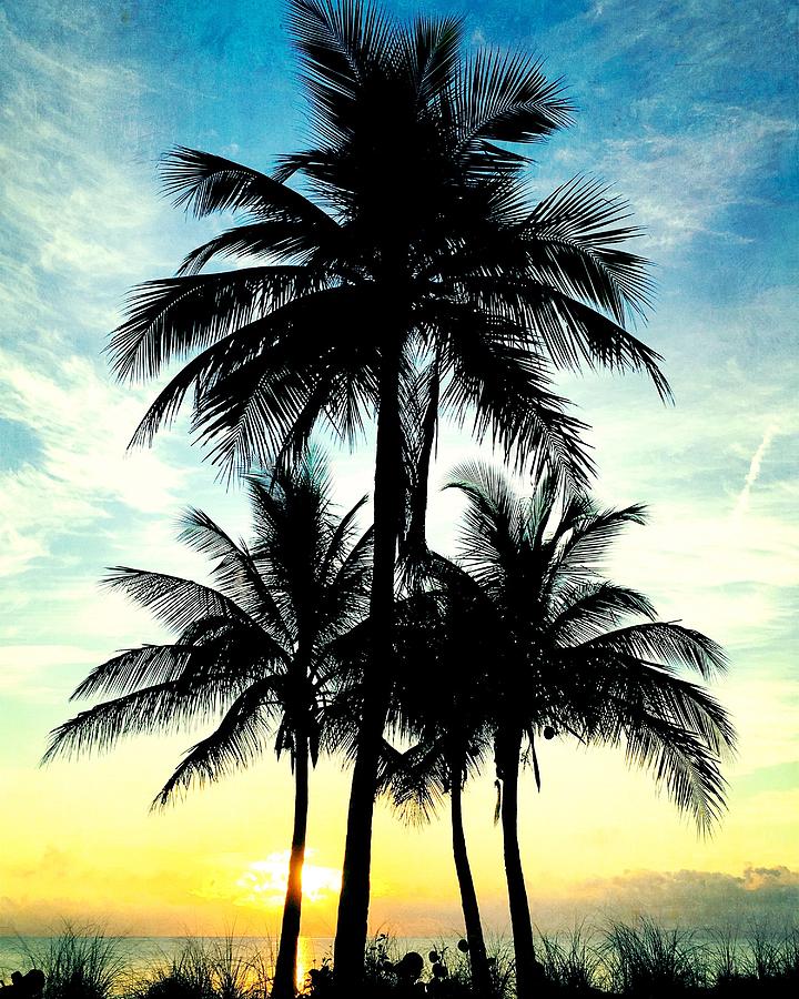 Palm Trees Photograph - Homage To Brightness by Andrew Royston