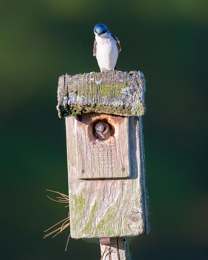 Swallow Photograph - Home by Bill Wakeley