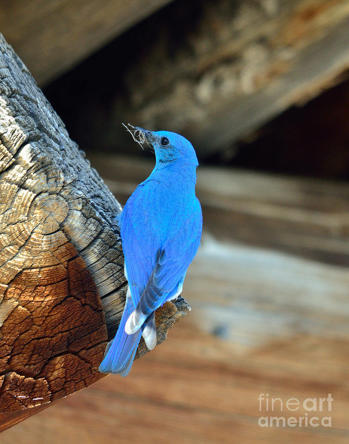 Bluebird Photograph - Home Buildling by Brad Christensen