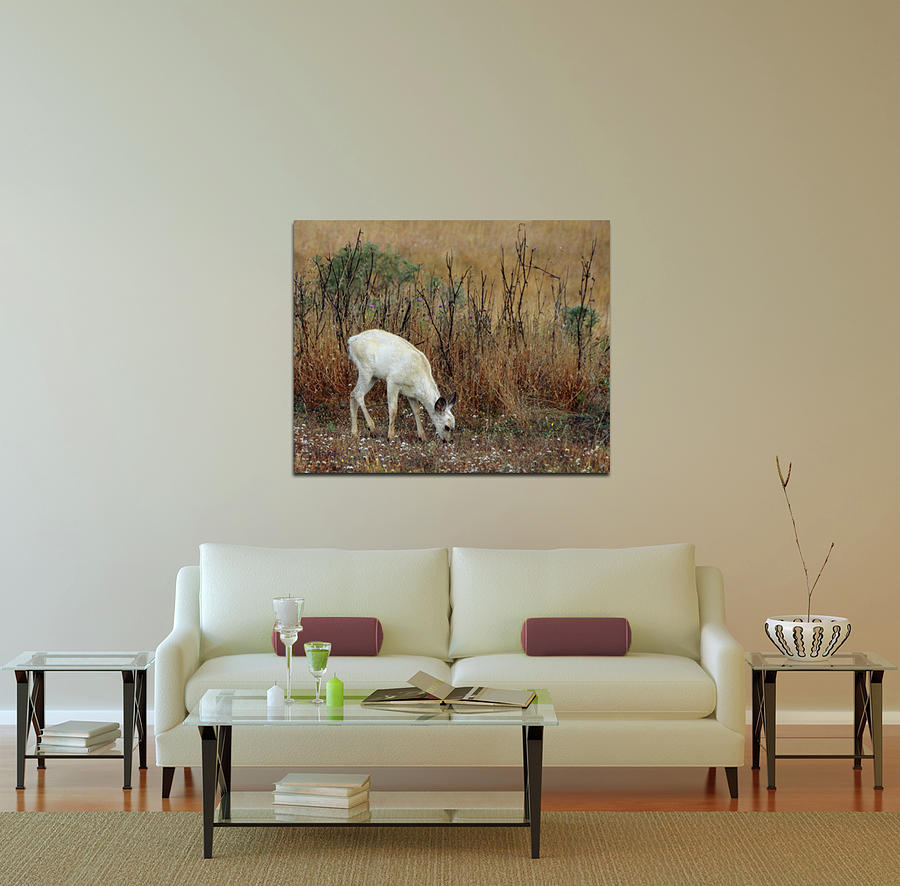 Home Decor with White Fawn Canvas Photograph by Carla Parris