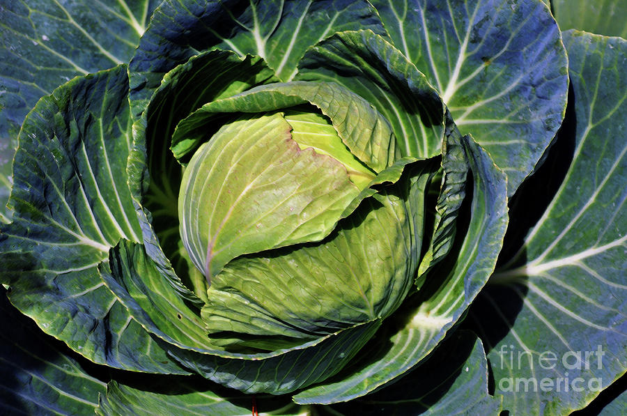 Cabbage Photograph - Home Grown by Lydia Holly