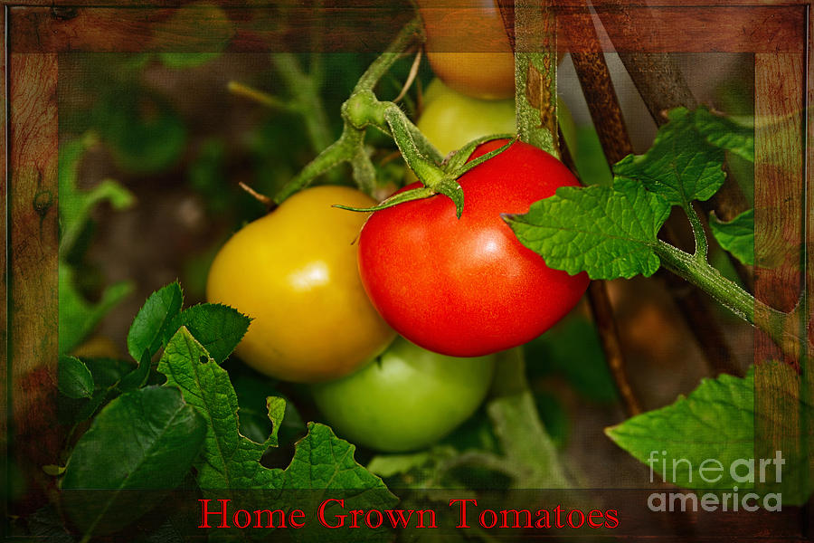 Tomato Photograph - Home Grown Tomatoes by Kaye Menner by Kaye Menner