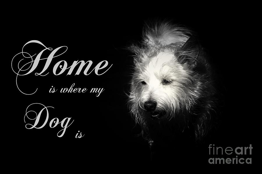 Home is Where My Dog Is Photograph by Clare Bevan