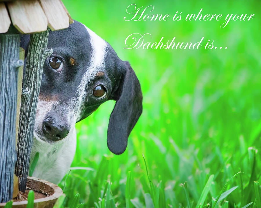 Animal Photograph - Home Is Where Your Dachshund Is by Mark Andrew Thomas