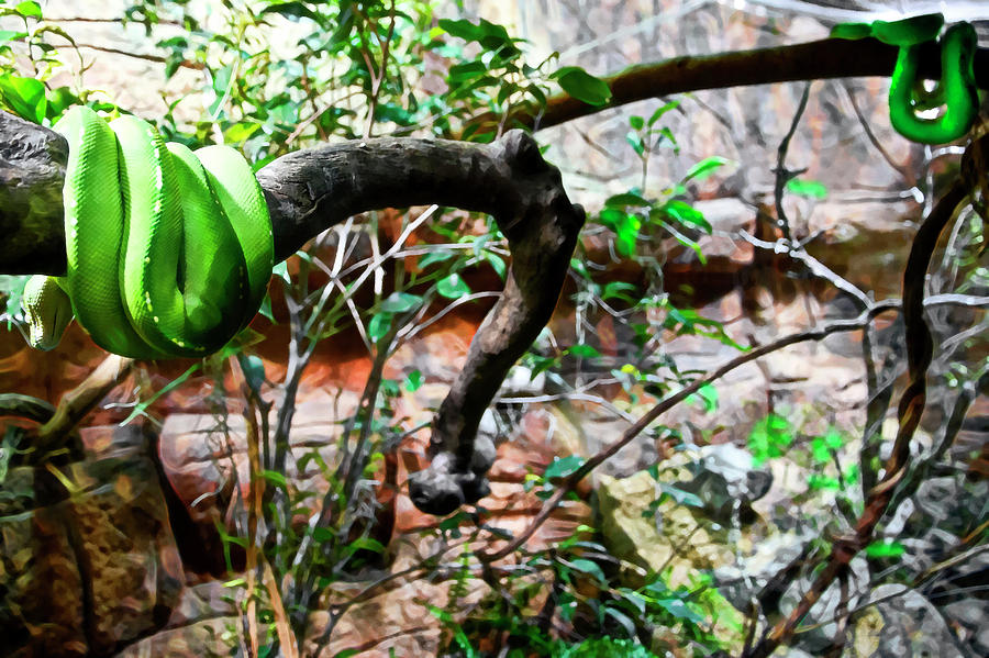 Python Photograph - Home Of Baby Green Python  by Miroslava Jurcik