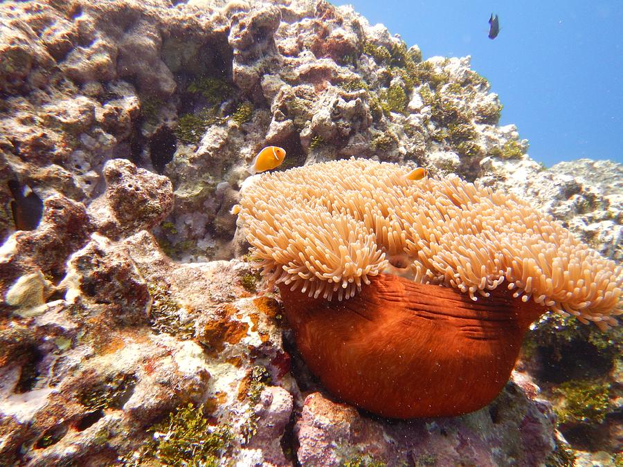 Home of the Clown Fish 4 Photograph by Michael Scott