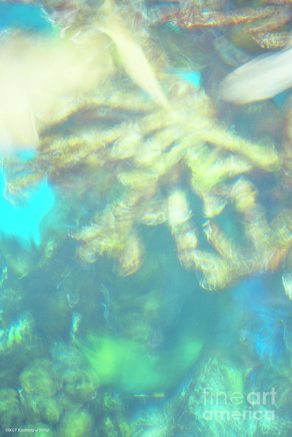 Coral Photograph - Home of the Green Eel by Kimberly Tilley Coral Photograph - Home of the Green Eel by Kimberly Tilley