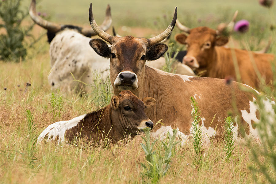 Home On The Range 1 Photograph By Mindy Musick King Fine Art America 3794