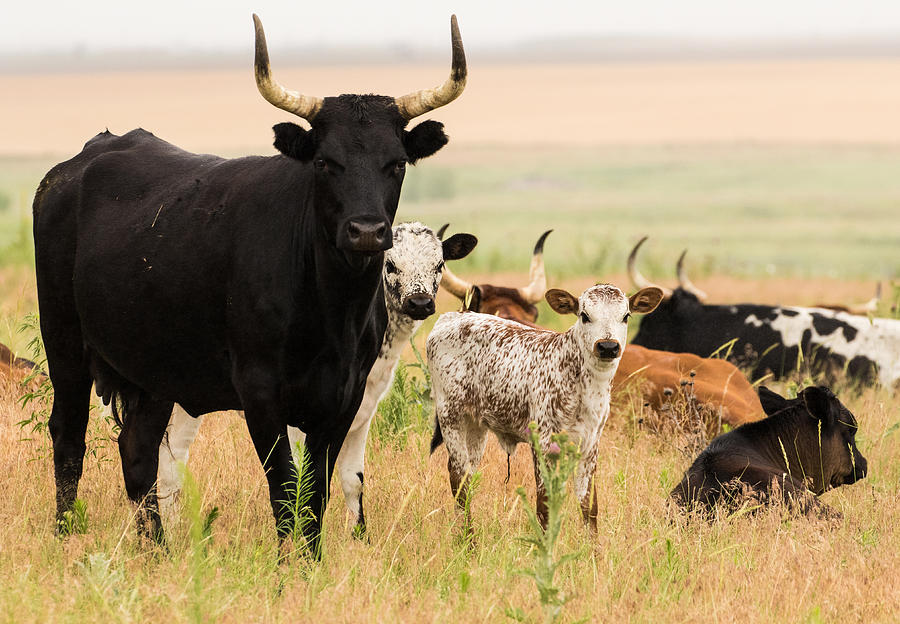 Home On The Range 2 Photograph By Mindy Musick King Fine Art America 9924