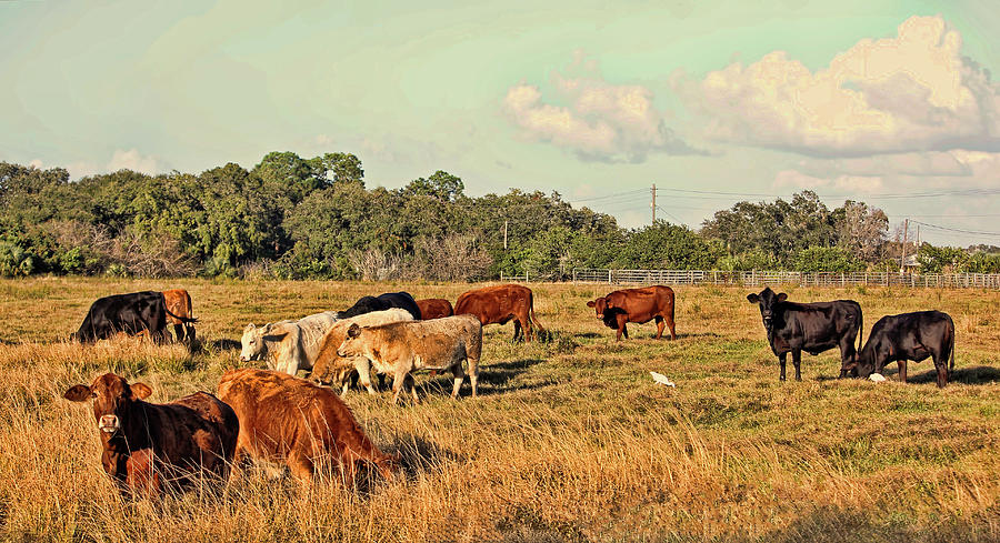 Home On The Range Photograph by HH Photography of Florida