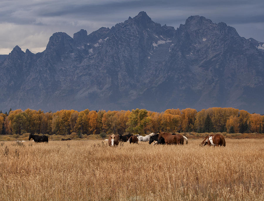 National Parks Photograph - Home on the Range by Raul Lopez