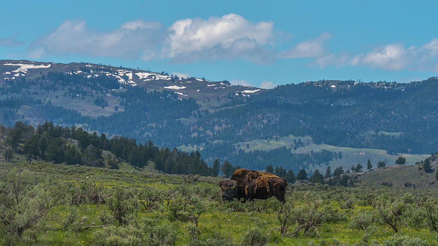 Home On The Yellowstone Range Photograph by Yeates Photography