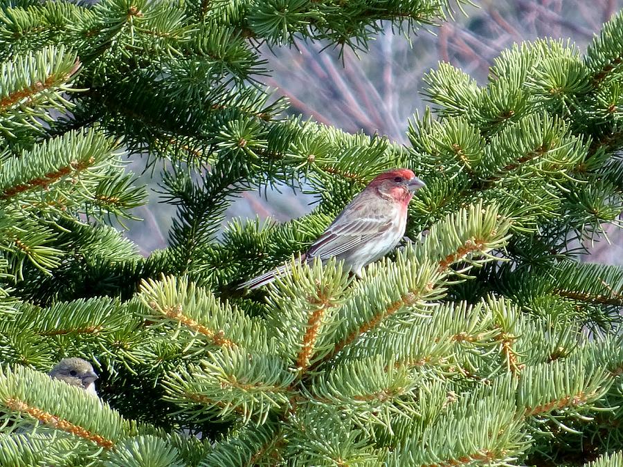 House Photograph - Home Sweet House Finch by Red Cross House Photograph - Home Sweet House Finch by Red Cross