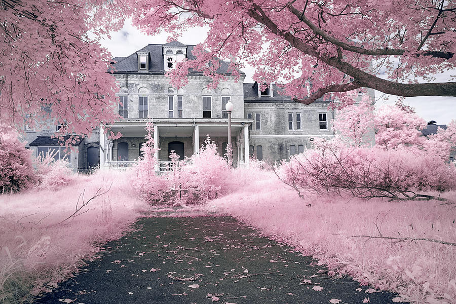 Home Sweet Pinky Home Photograph by Brian Hale
