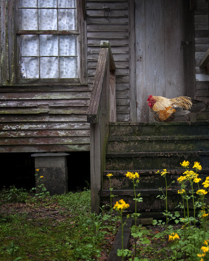 Home to Roost - Louisiana Cabin with Colorful Chicken and Flowers Photograph by Mitch Spence
