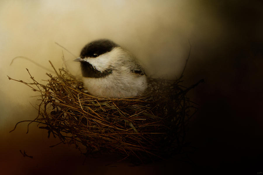 Bird Photograph - Home Tweet Home by Jai Johnson