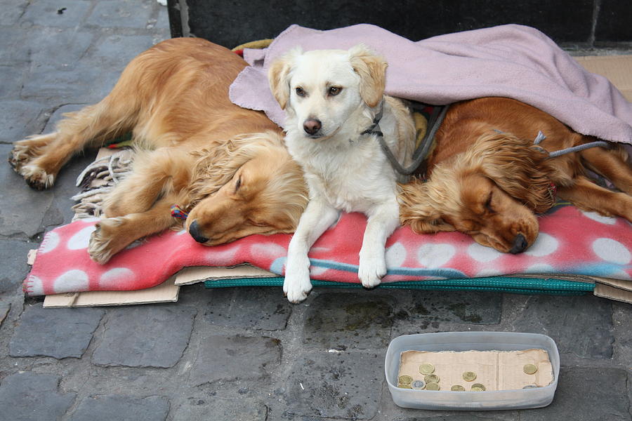 Homeless Dogs Photograph By Peter Gaffey - Fine Art America