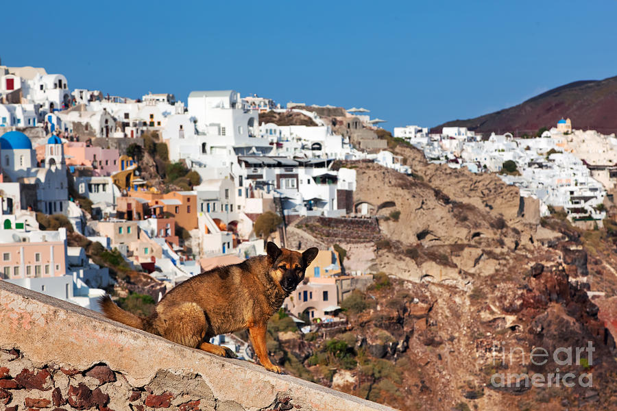 Homeless stray dog sitting on stone wall in Oia town Photograph by Michal Bednarek