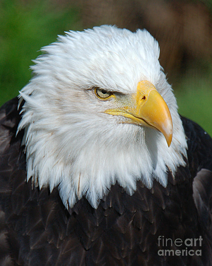 Homer Eagle Photograph by Diane E Berry