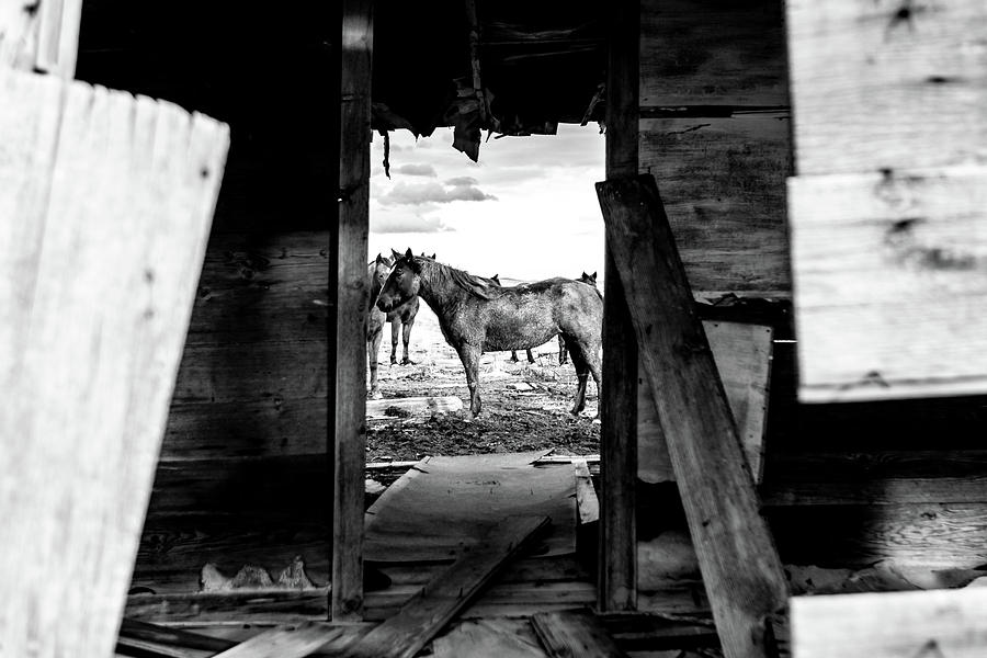 Homestead Horses Photograph by Jordan Glause - Fine Art America