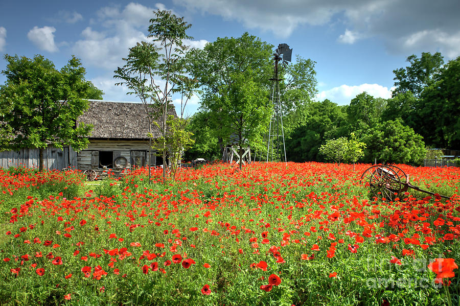 Tree Photograph - Homestead in the Poppies by A C Kandler