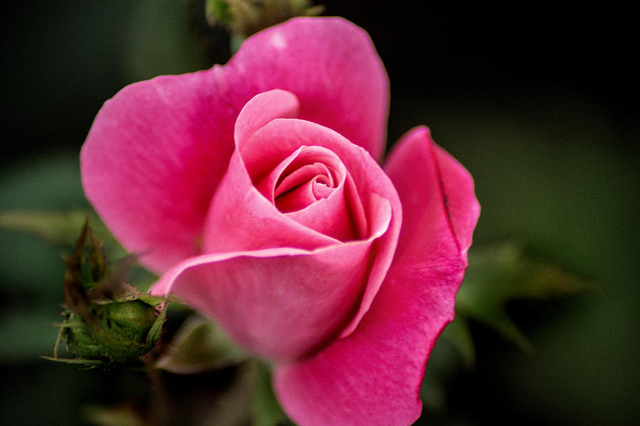 Homestead Pink Rose Photograph by Don Johnson - Fine Art America
