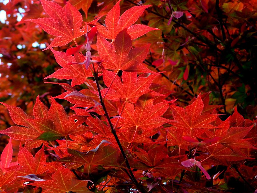 Nature Photograph - HOMETOWN Series - Japanese Maple by Arlane Crump