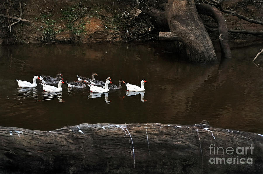 Geese Photograph - Homeward Bound by Kaye Menner