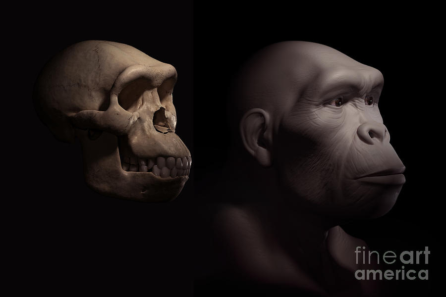 Homo Habilis With Skull Photograph by Science Picture Co
