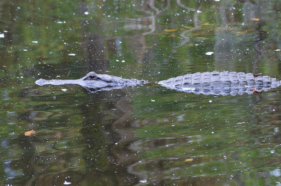 Homosassa Alligator Photograph by Warren Thompson