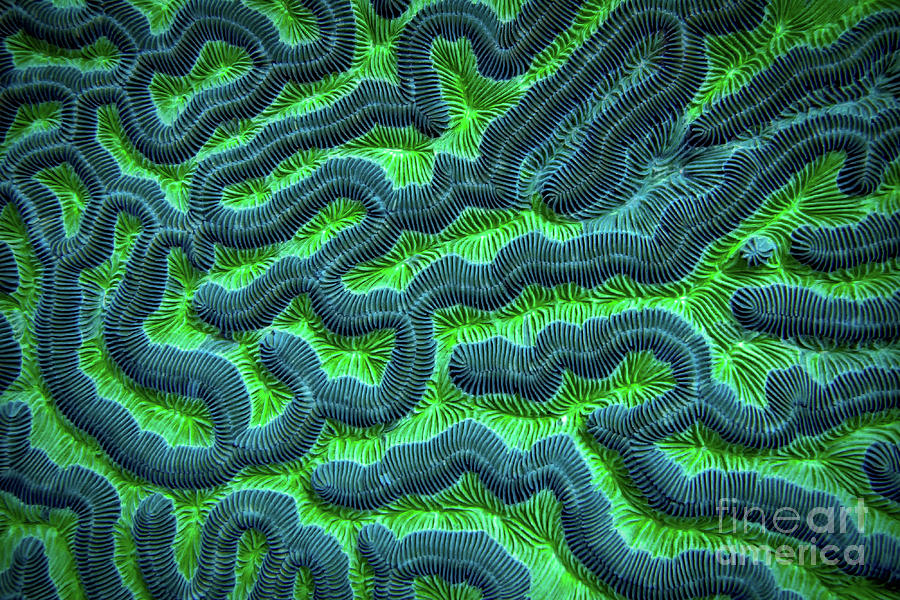 Honduran Brain Coral Photograph by Doug Sturgess