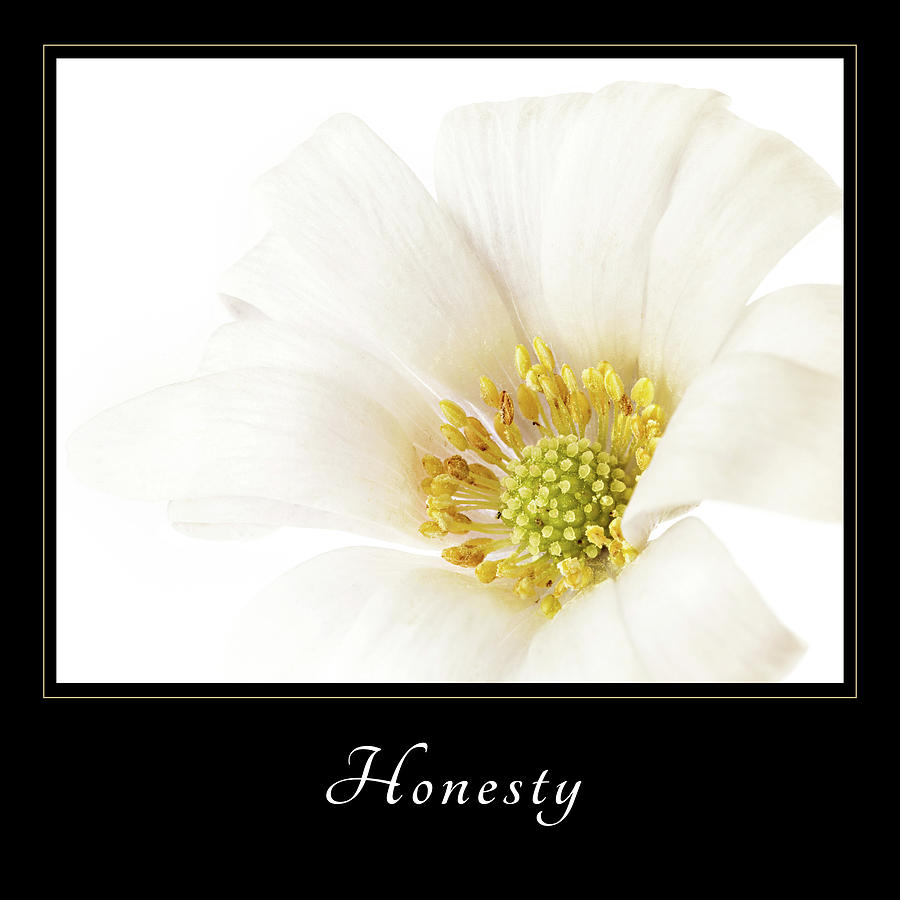 Honesty 2 Photograph by Mary Jo Allen