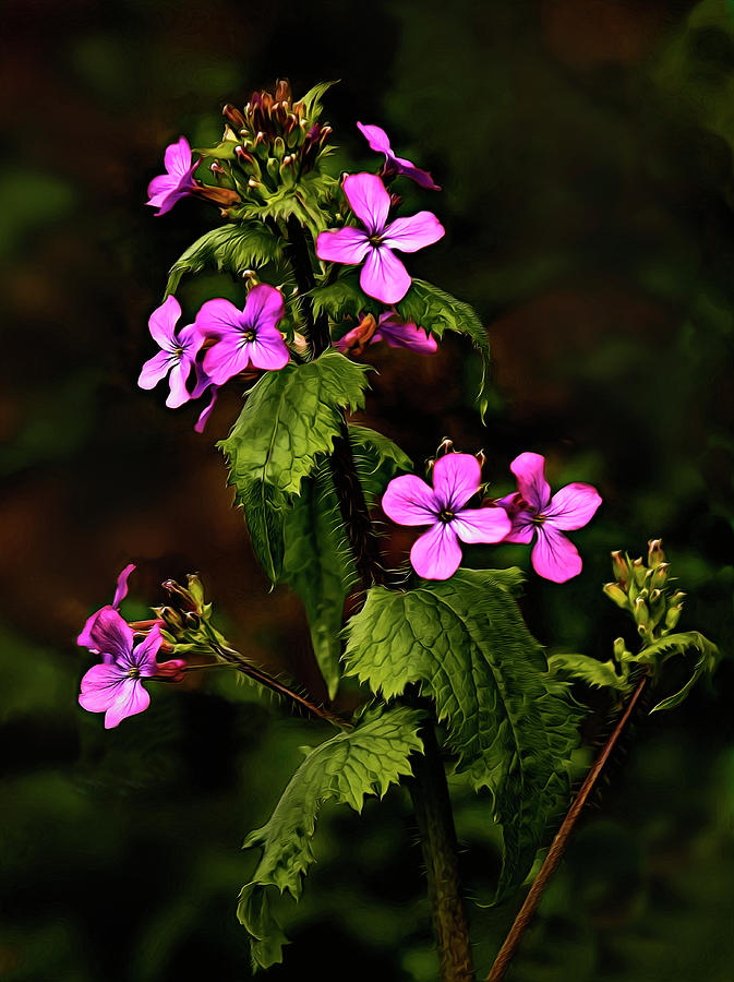 Honesty Flowers Photograph by John Christopher Honesty Flowers Photograph by John Christopher